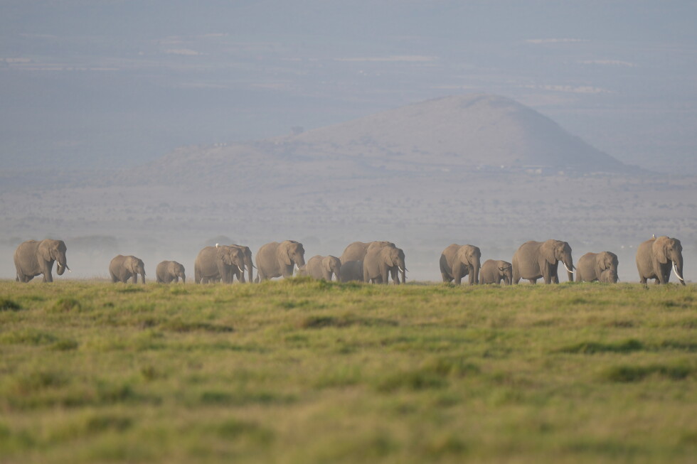 15 Elephants Die in Kenya's Amboseli Region, Cyanide-Tainted Tomatoes Suspected
